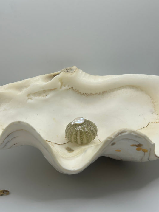 Bijou unique en oursin vert clair, inspiré par la beauté naturelle de la mer. Cette création délicate met en valeur un véritable oursin aux teintes vert pastel, soigneusement travaillé pour révéler ses détails organiques et sa texture naturelle. En son centre, une élégante perle Biwa vient sublimer l’ensemble avec ses reflets nacrés et sa forme irrégulière, apportant une touche d’authenticité et de raffinement.
Ce bijou marin artisanal évoque l’océan, la douceur des plages et l’élégance naturelle. Léger et 