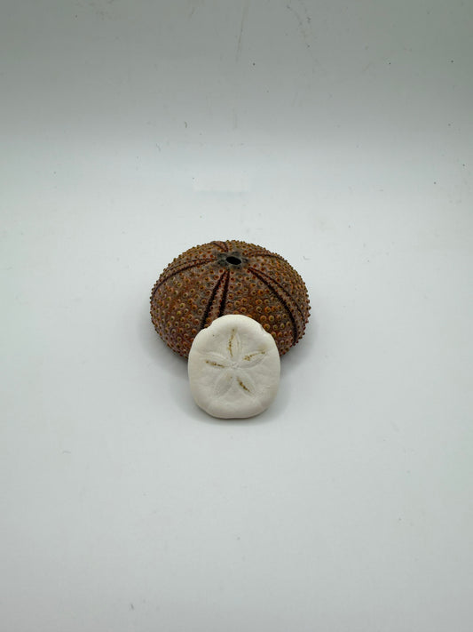 Collier artisanal C’avah de Soie avec véritable dollar des sables naturel, coquillage marin monté sur une chaîne dorée, bijou inspiré de l’océan.