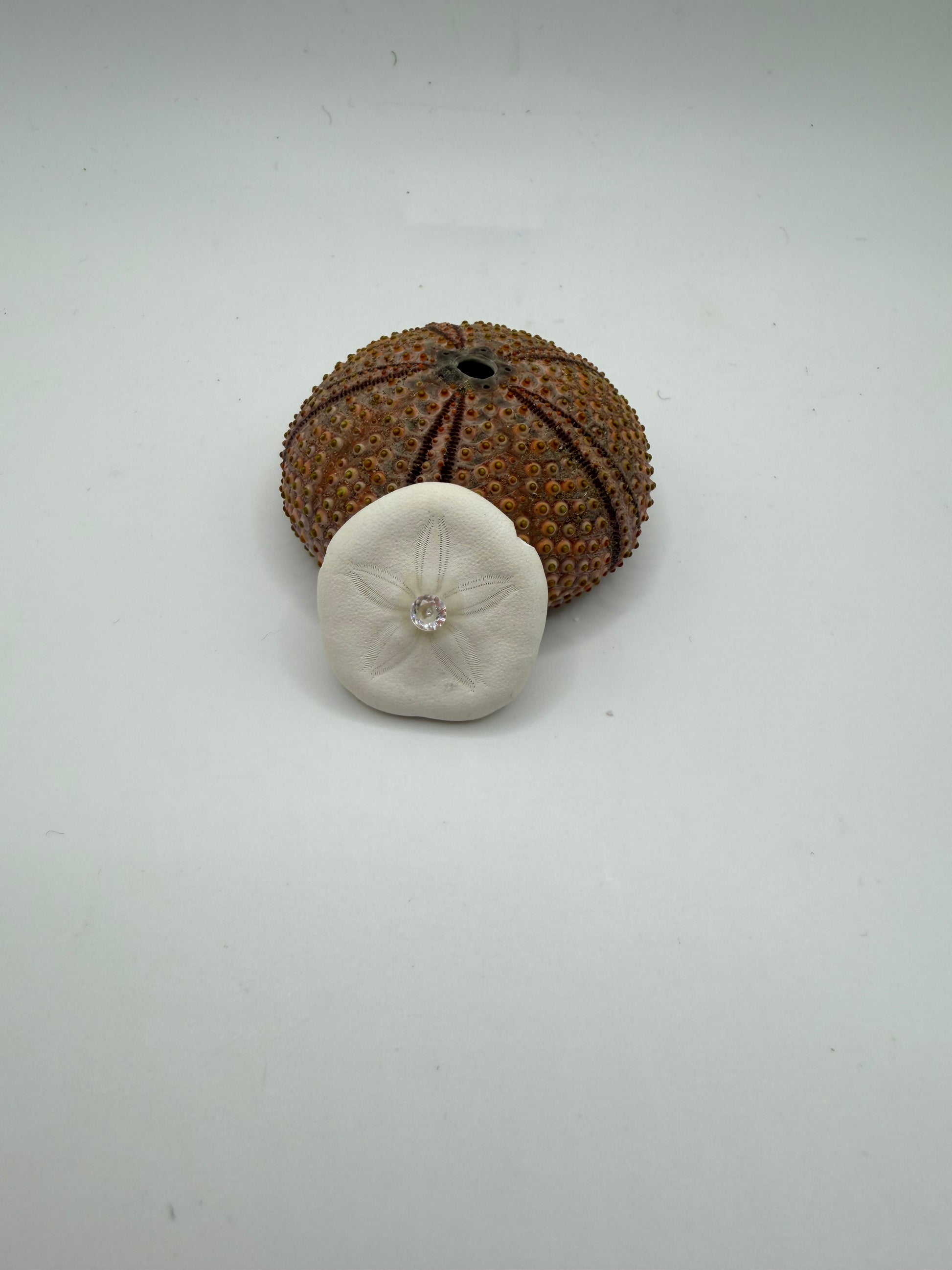 Collier artisanal C’avah de Soie avec véritable dollar des sables naturel, coquillage marin monté sur une chaîne dorée, bijou inspiré de l’océan.