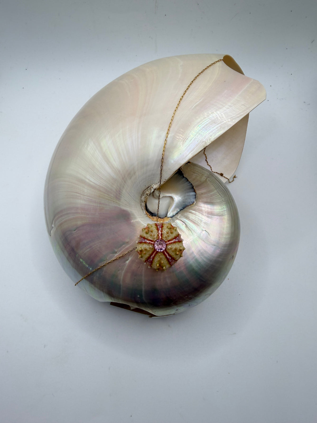 bijoux d'oursin naturelle piece unique 